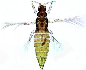 Greenhouse thrips (Heliothrips haemorroidalis)