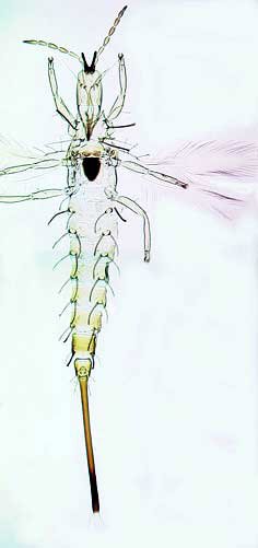 N. jennibeardae