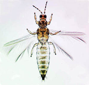 Thrips australis 