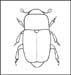 beetle