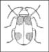 beetle2