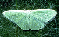 bitou bush tip moth, Comosotolopsis germana