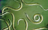 entomopathogenic nematodes