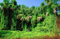 Lygodium microphyllum covering a forest