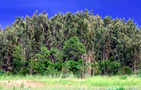 Melaleuca in Florida