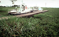 water hyacinth infestation