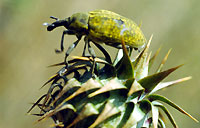 Seed-head weevil, Larinus latus