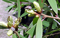 weevil damage on Melaleuca