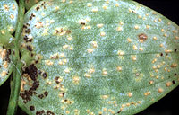 Rust damage to bridal creeper