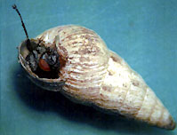 Mediterranean conical snail