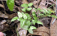 Seedling damage caused by leafhopper