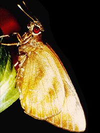 Adult banana skipper, Erionota thrax