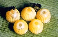 Banana skipper eggs with the parasitic wasp, Cotesia erionotae