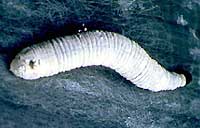 Banana skipper larva