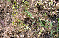 Bridal creeper damage from rust