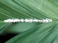 Breadfruit mealybug on leaf