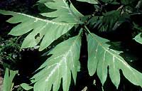 breadfruit plant infested with mealybug