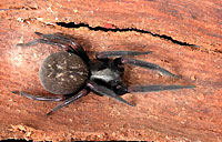 Black house spider, Badumna insignis