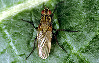 Crown fly, Botanophila spinosa
