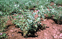 Trap crop of chickpeas