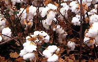 Cotton