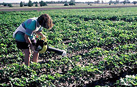 Collecting in cotton field