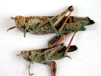 Locusts infected with  Green Guard®