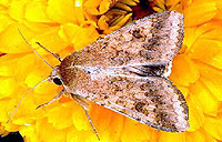 Helicoverpa moth