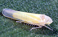 Leafhopper