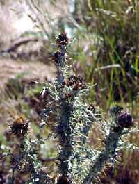 Lixus cardui damage to thistles