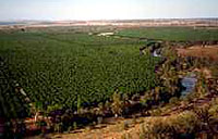 Pecan orchard