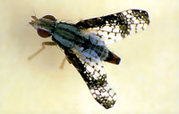 bitou bush seed fly, Mesoclanis polana