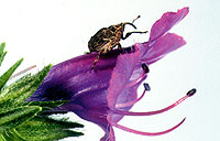 Root weevil, Mogulones geographicus