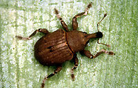 Weevil Neochetina bruchi 