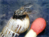 Parasitic fly on conical snail