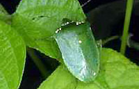 parasitised green vegie bug