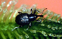 Cyrtobagous salviniae