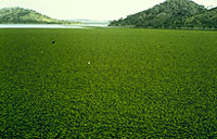 Lake Moondara salvinia infestation
