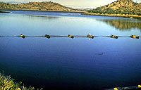 Lake Moondara salvinia after introduction of biocontrol