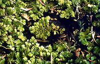 Salvinia molesta