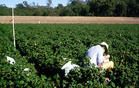 Sampling egg parasites 