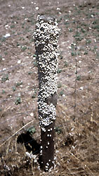 Aestivating snails on fence post