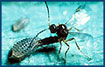 Parasitic wasp on spotted alfalfa aphid