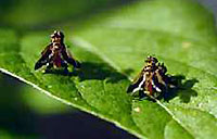 parasitic fly Trichopoda giacomellii