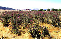 Thistle infestation