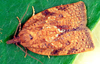 leaf-rolling moth Tortrix sp