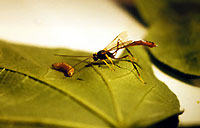 Parasitic wasp and Helicoverpa larva