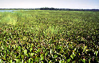 Lake before introduction of biocontrol