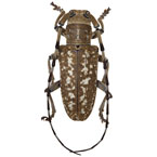 Acalolepta