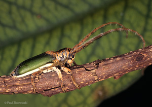 exotic and iconic species